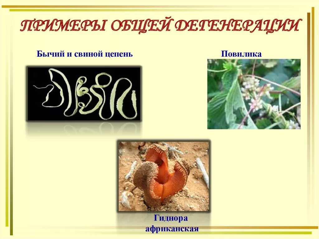 Виды дегенерации. Общая дегенерация примеры. Общая дегенерация это в биологии. Дегенерация у животных. Общая дегенерация у растений.