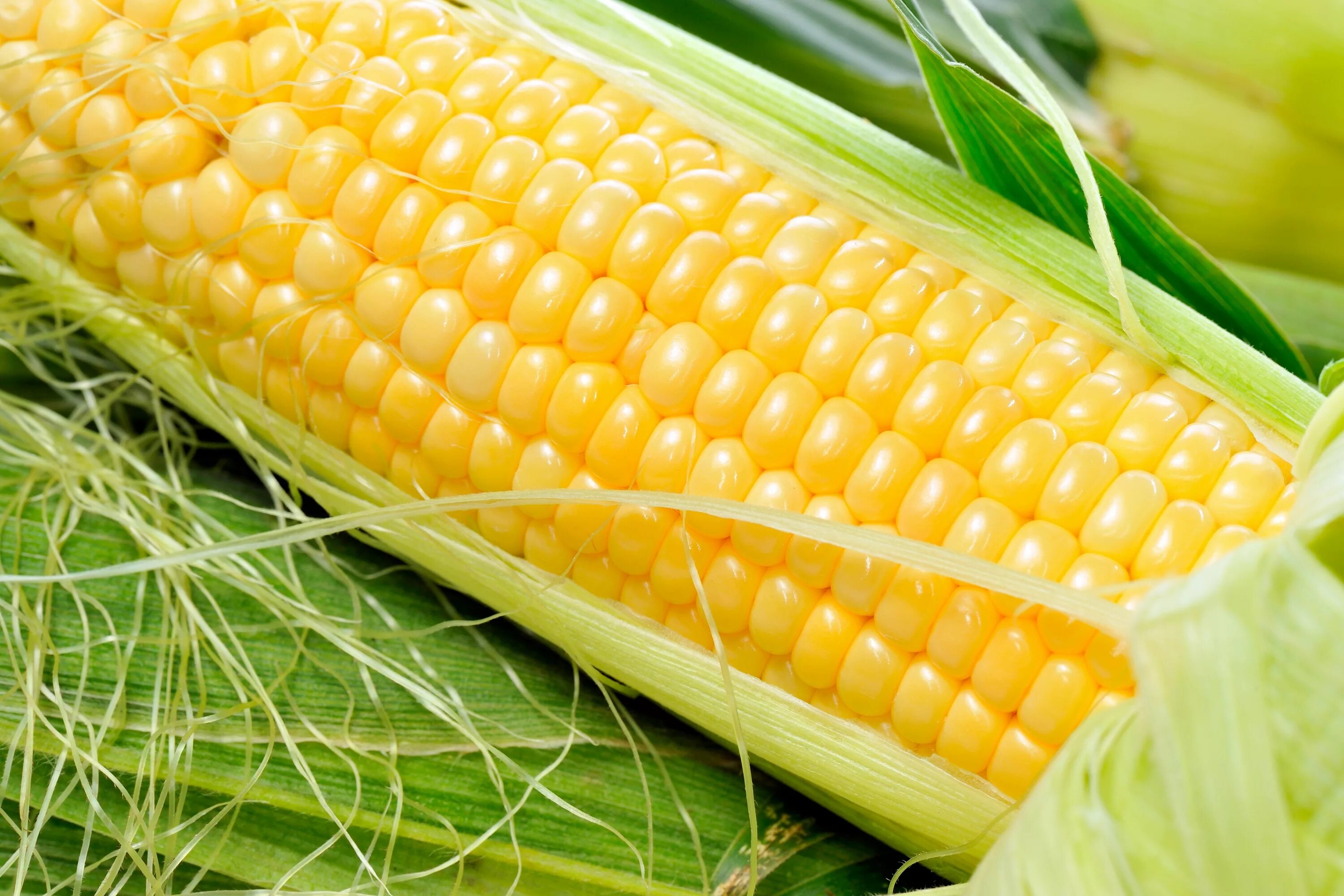 Mays corn. Кукуруза - Zea Mays l.. Кукуруза Свит Наггет f1. Сорт кукурузы Вега.