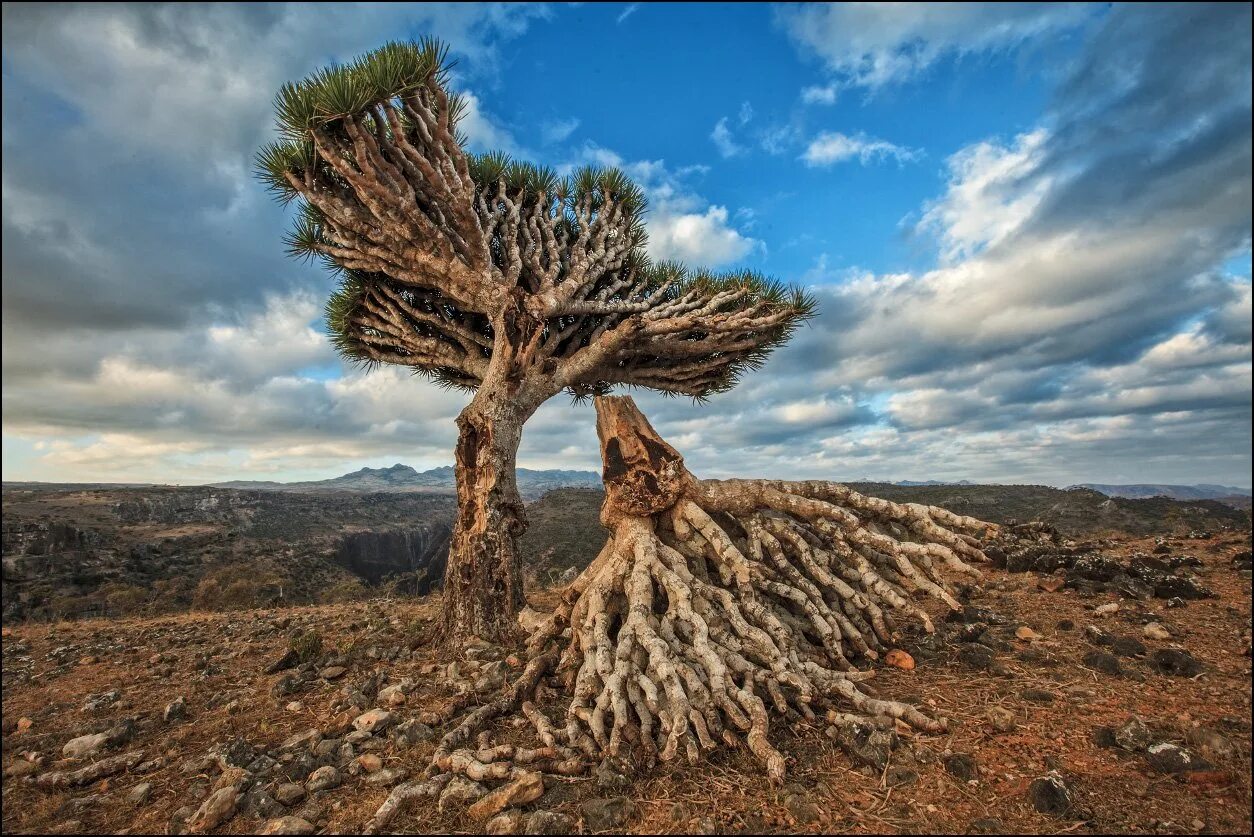 Tree 40