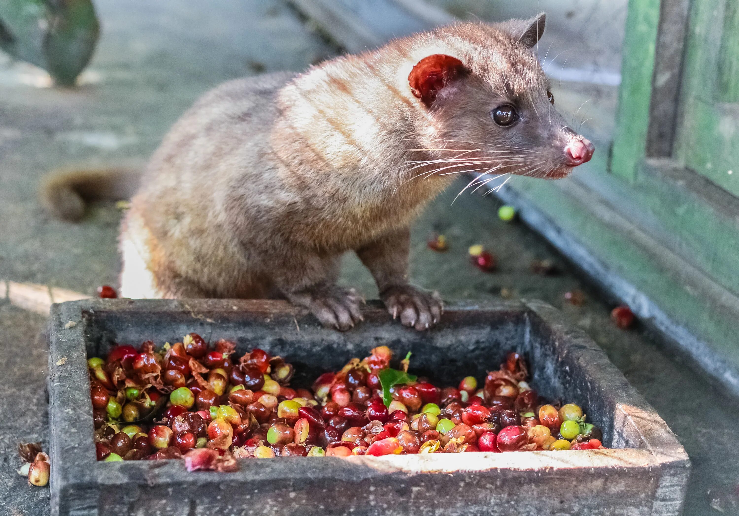 Кофе из какашек животного. Пальмовая куница Лювак. Копи Лювак. Копи Лювак животное. Кофе Лювак.