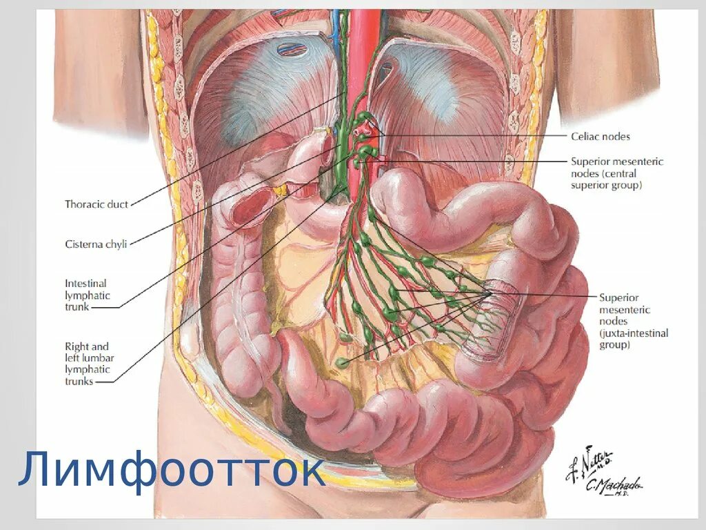 Лимфатические узлы в кишечнике. Лимфоотток тонкого кишечника. Лимфоузлы тонкого кишечника. Лимфоузлы брыжейки тонкой кишки. Отток лимфы от тонкой кишки.