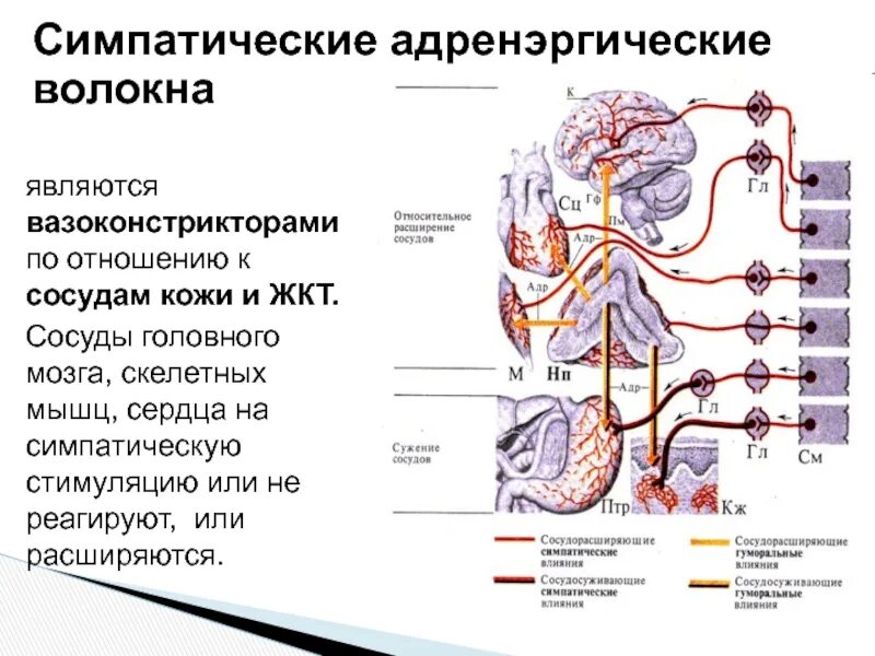 Работа симпатического нерва. Симпатические волокна. Стимуляция симпатической нервной системы. Симпатическая иннервация сосудов. Сосуды скелетных мышц симпатическая и парасимпатическая.