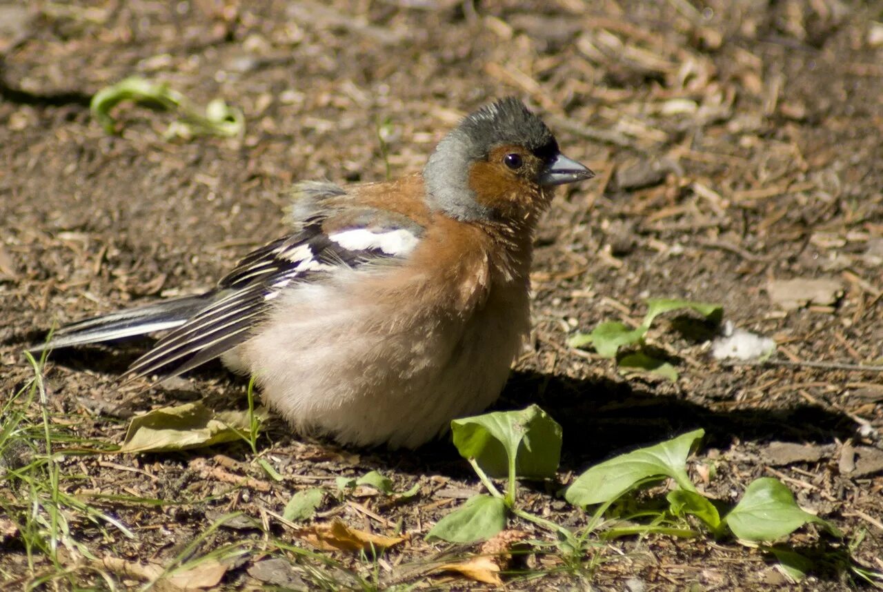 городские птицы. городские птицы санкт-петербурга. птицы ленинградской области. птицы обитающие в парках. дрозд зяблик.