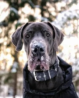 0 dog