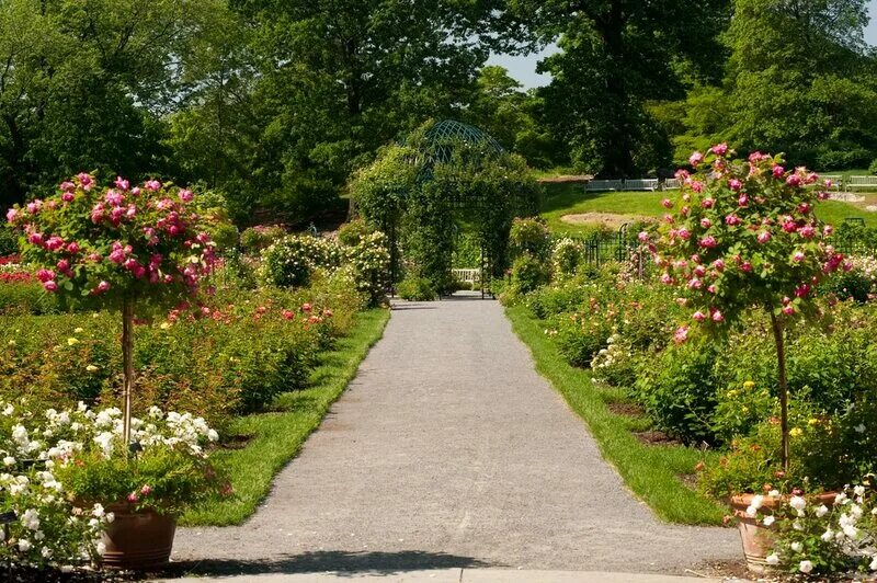 Сад Рокфеллера. Peggy Rockefeller. Розы в саду в картинках. 7 Сад роз. В сад роз 38