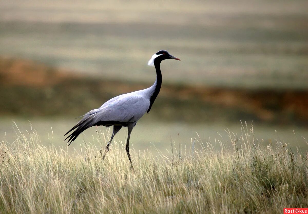 ). Журавль-красавка (anthropoides virgo). Как выглядит журавль красавка. Красавка журавль-красавка. Как выглядит журавль красавка.