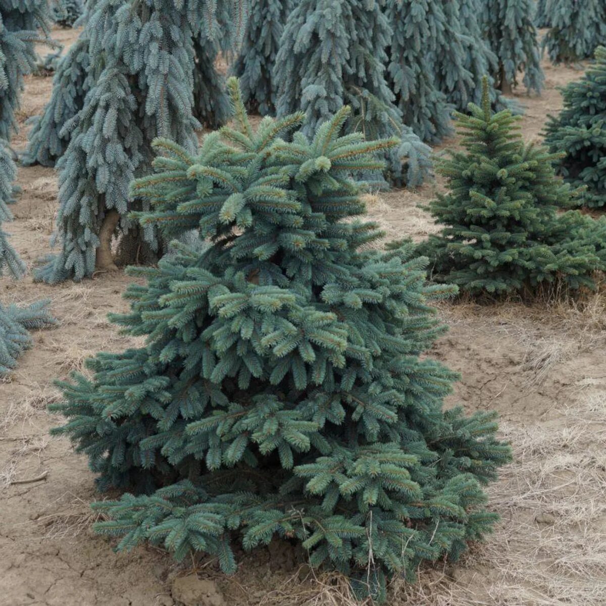 Ель колючая pungens. Ель колючая Waldbrunn. Ель колючая Picea pungens (зеленая). Ель колючая (голубая) Waldbrunn. Ель пунгенс Вальдбрун.