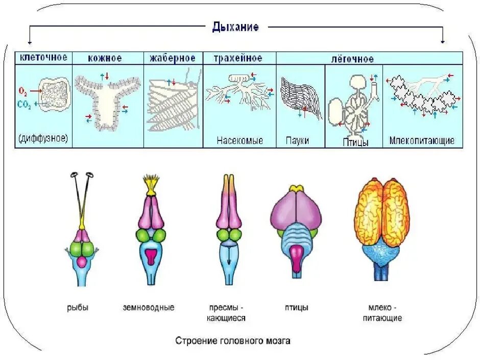 Изменения дыхания клеток. Типы дыхания клеток. Дыхание клетки схема. Основные этапы дыхания клетки. Строение клетки дыхание.