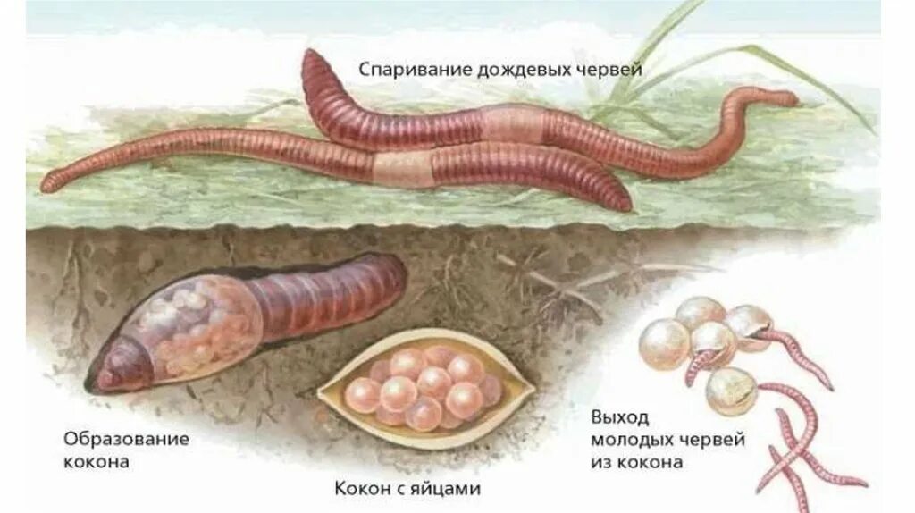 Кольчатые черви половая. Размножение кольчатых малощетинковых червей. Кольчатые черви Малощетинковые половая система. Кольчатые черви размножение. Малощетинковые черви цикл развития.