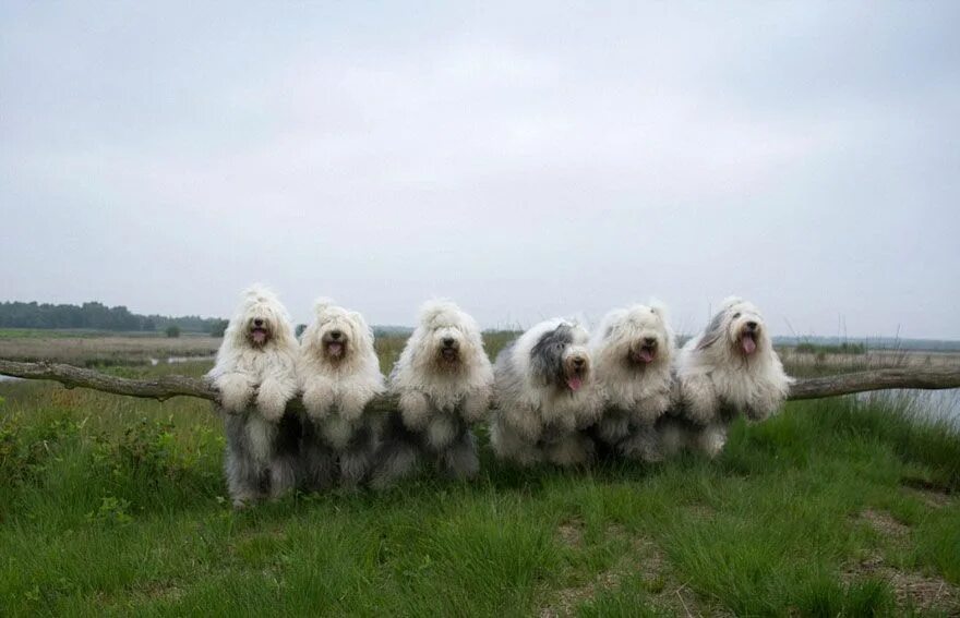 Бобтейл овчарка. Сестры с щенком. Бобтейл собака рядом с человеком. Староанглийская (бобтейл). Бобтейл собака.