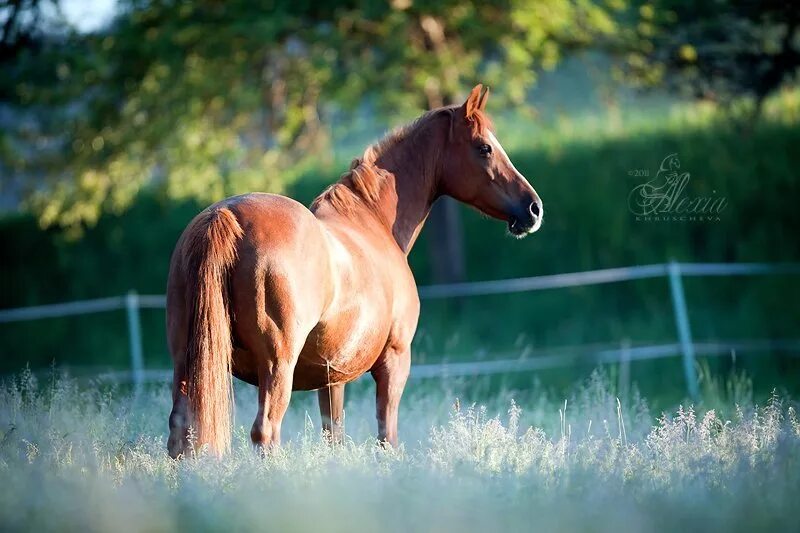 Лошадь утром. Лошадь в тумане. Лошадь в тумане. Кони утром. Лошадь в поле.