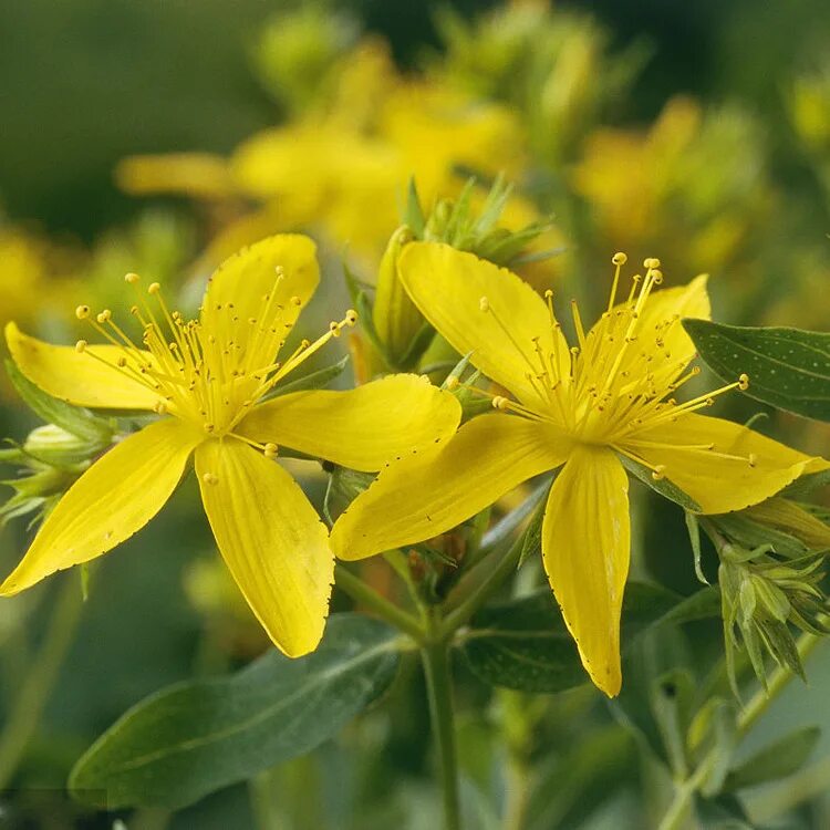 Зверобой альбом акустика. Зверобой продырявленный (hypericum perforatum). Зверопой слушать. Зверобой продырявленный листья. Зверобой цветок.