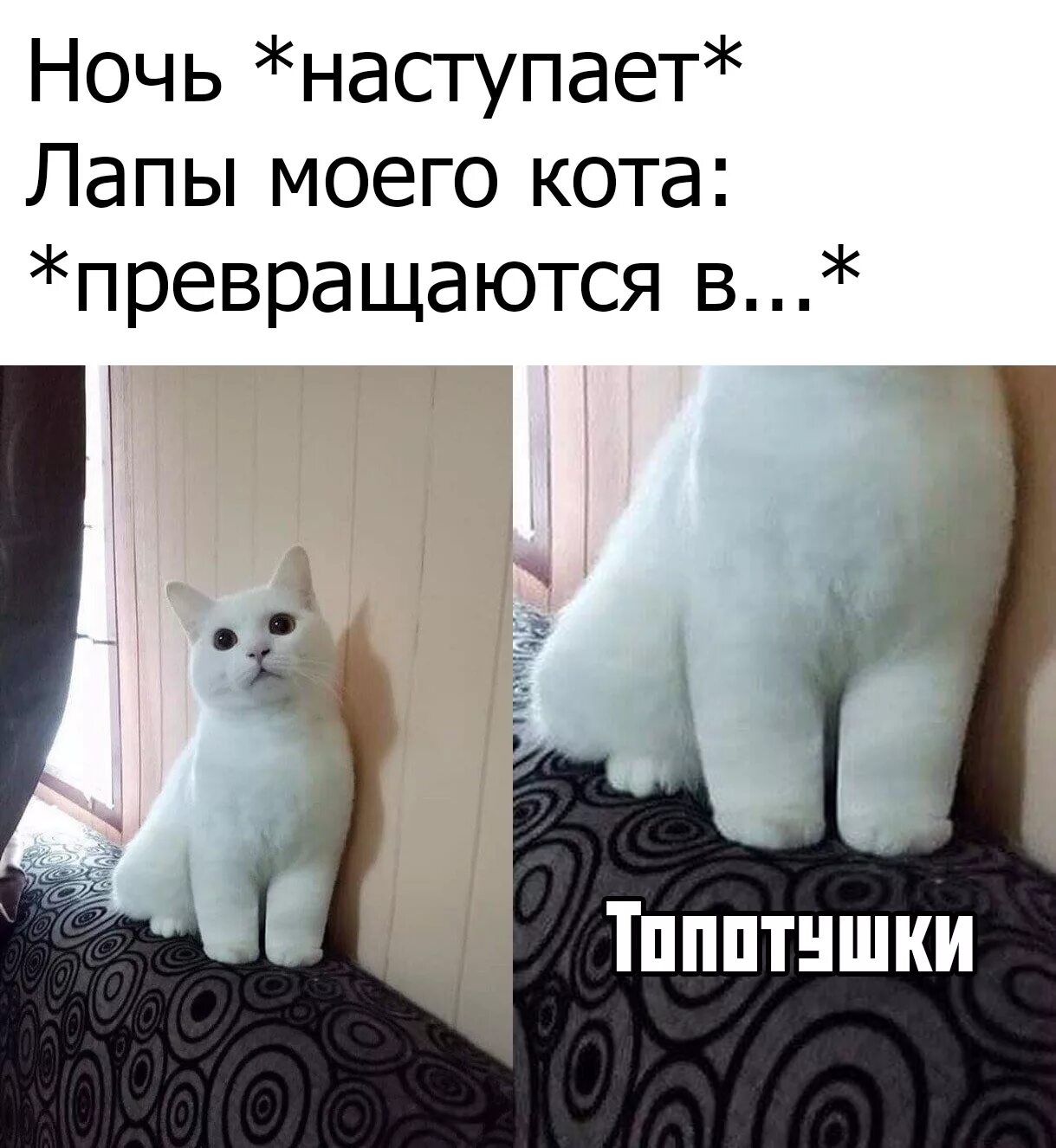 Котик у меня лапки. Мем мой кот днем и ночью. У меня лапки картинки. Кот с лапками Мем.