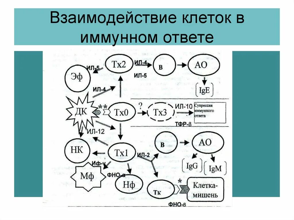 Взаимодействие клеток при клеточном иммунном ответе. Взаимодействие клеток иммунной системы в иммунном ответе. Трехклеточная схема взаимодействия клеток в иммунном ответе. Схема кооперации клеток в иммунном ответе. В иммунном ответе участвуют клетки