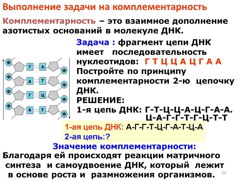 Последовательность транскрибируемой цепи гена днк. Принцип комплементарности ДНК схема. Комплементарность оснований ДНК. Комплементарность 3 цепей РНК. Задачи на комплементарность с решением генетика.