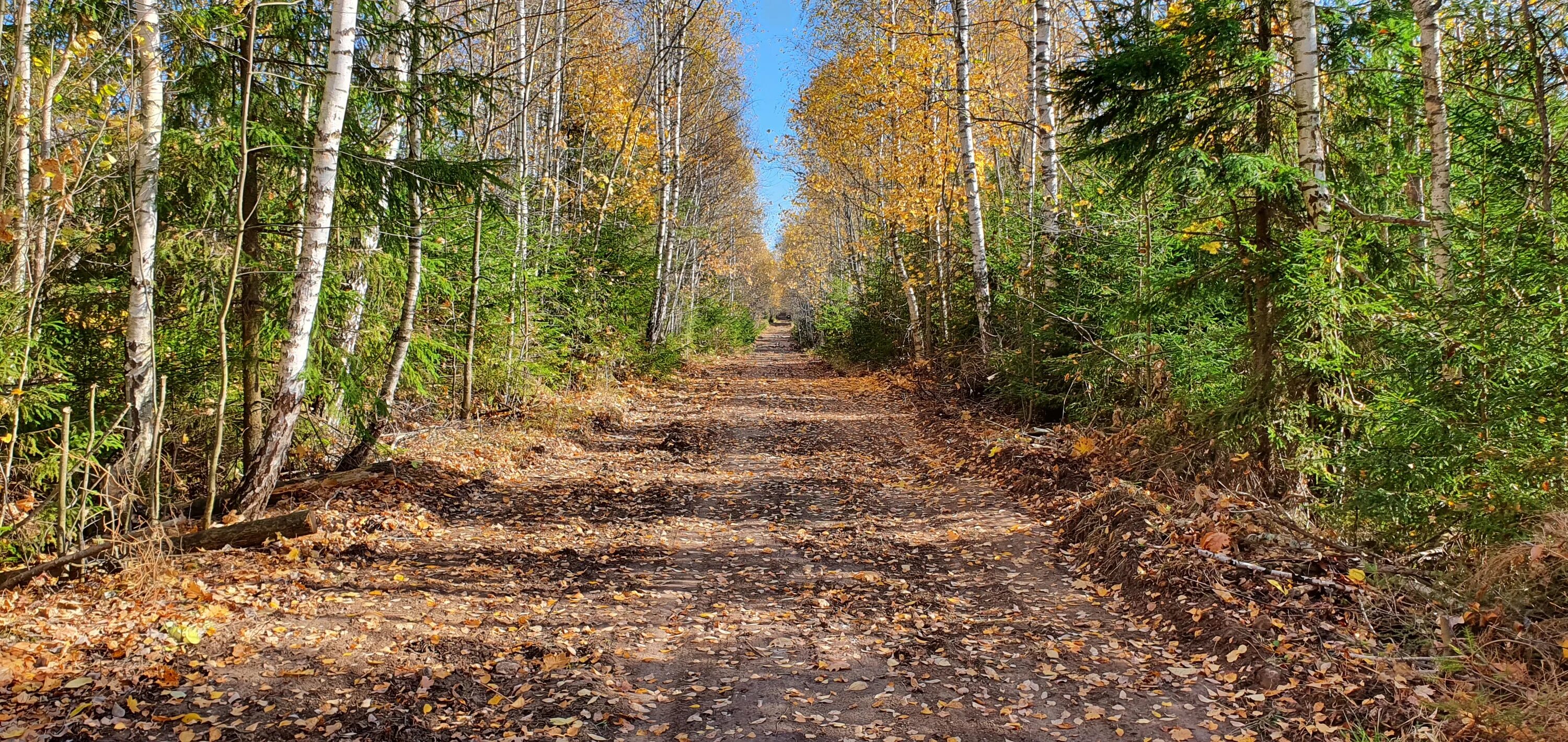 средняя дорога. песочная лесная дорога. это было на лесных дорогах. лесная дорога. это было на лесных дорогах.