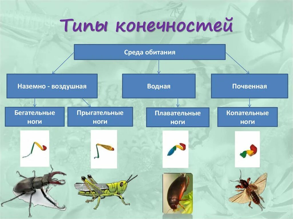 Конечности беспозвоночных. Конечности насекомых таблица 7 класс. Виды адаптации конечностей насекомых. Среда обитания насекомых. Класс насекомые типы конечностей.