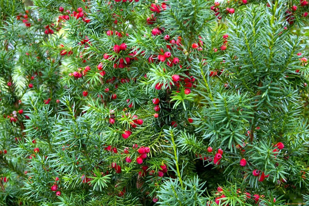 Ис тис. Тисс Taxus baccata. Тис ягодный Taxus baccata. Тис ягодный (Taxus baccata David p9). Тис ягодный Táxus baccáta.