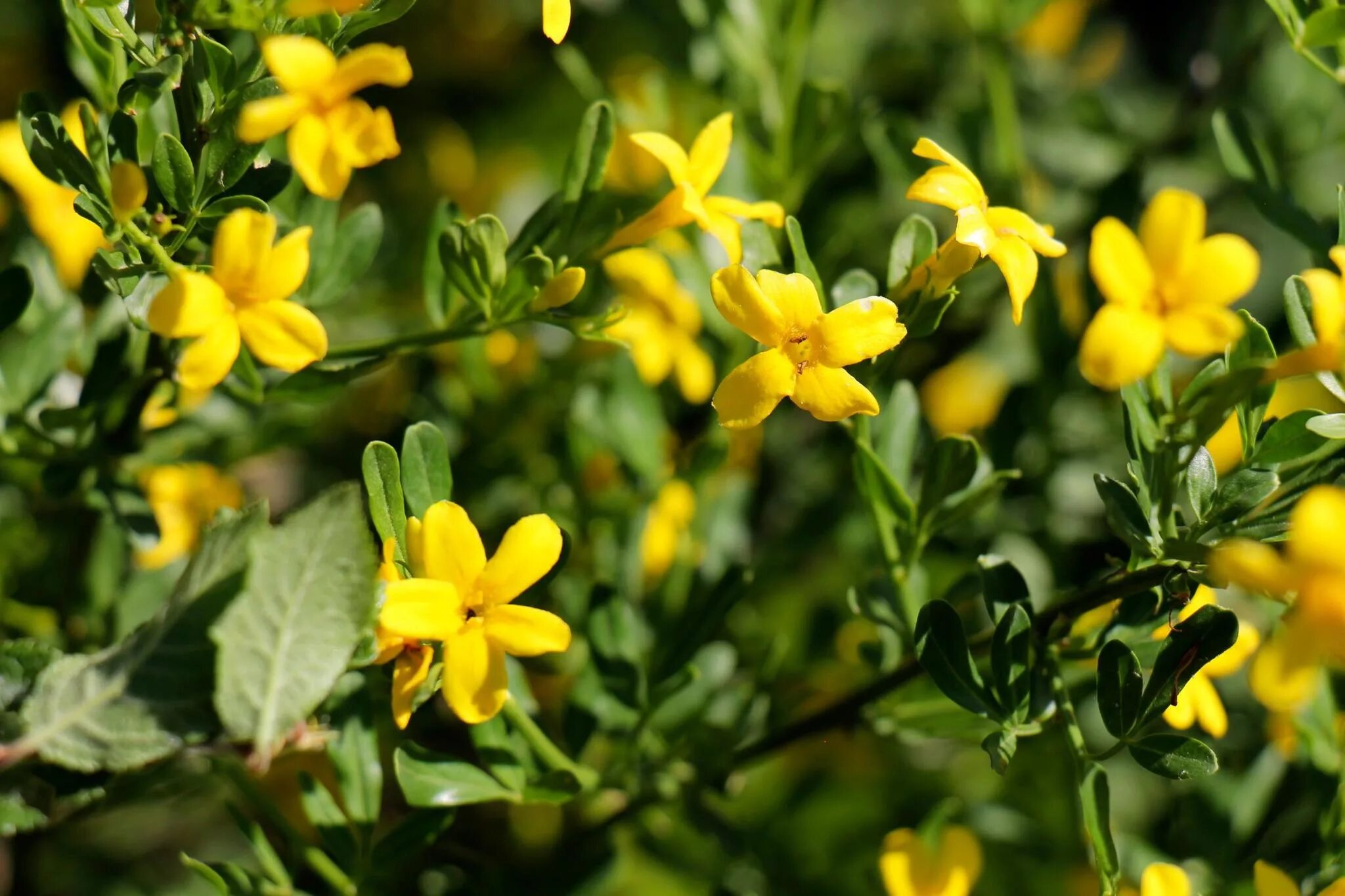 14 Best Types of Jasmine for Your Landscape