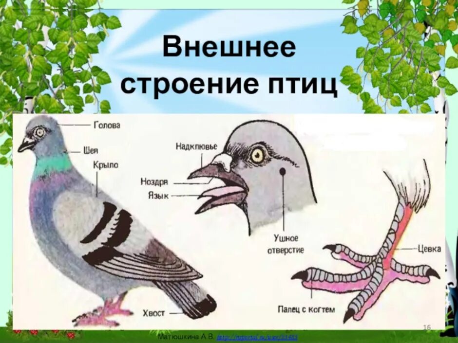 Конспект урока птицы 7 класс. Внешнее строение птиц. Строение птицы для дошкольников. Внешнее строение головы птицы. Хвост птицы строение.