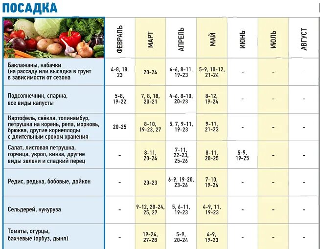 Когда можно садить рассаду огурцов. Даты посадки рассады огурцов в открытый грунт. Благоприятные дни для посадки огурцов в грунт семенами. График посадки в грунт рассаду помидор. Когда сажать огурцы на рассаду.