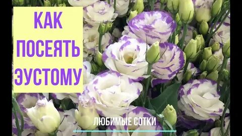Посадка эустомы в январе