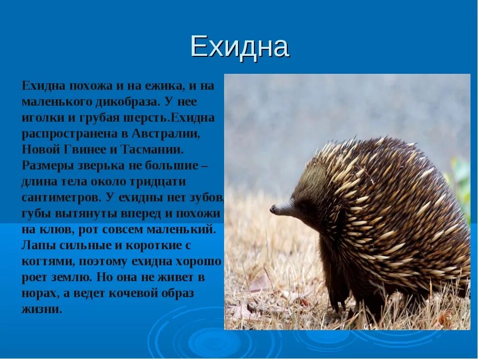 Ехидна животное Австралии. Ехидна красная книга. Австралийская ехидна описание. Ехидна место обитания.