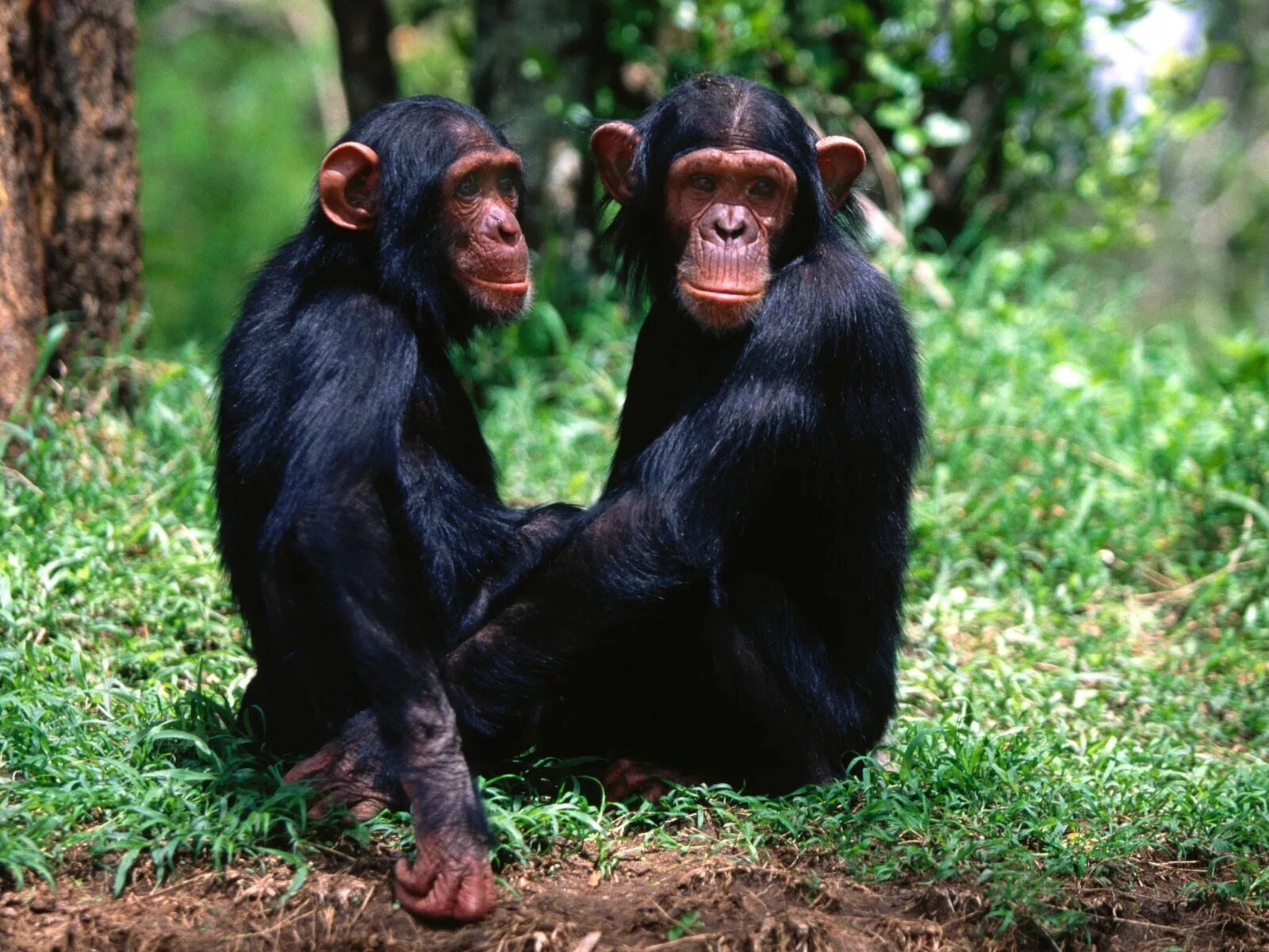 Приматы шимпанзе. Шимпанзе. Фото обезьяны. Шимпанзе фото. Обезьяна шимпанзе.