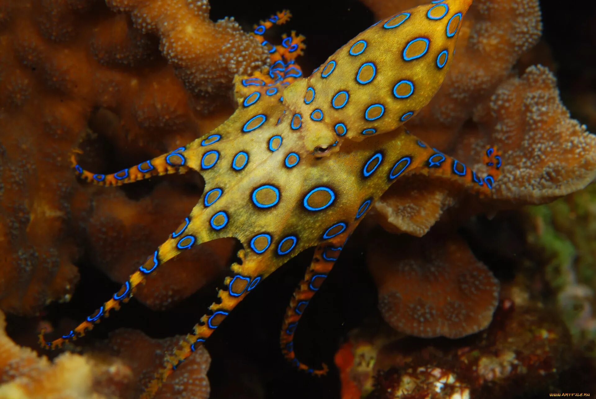Синекольчатый осьминог. Сине кольчетый осм5ног. Синекольчатый осьминог Осьминоги. Синекольчатый осьминог Южная Америка.