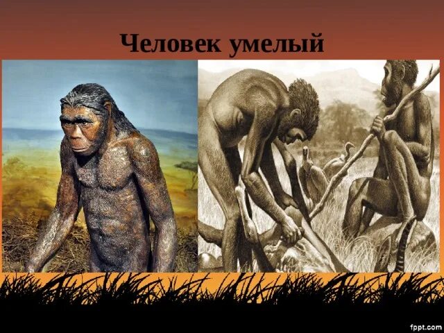 Человек умелый где жили. Homo habilis Эволюция. 2. Человек умелый (homo habilis). Человек умелый homo habilis. Homo habilis (человек умелый) происхождение.