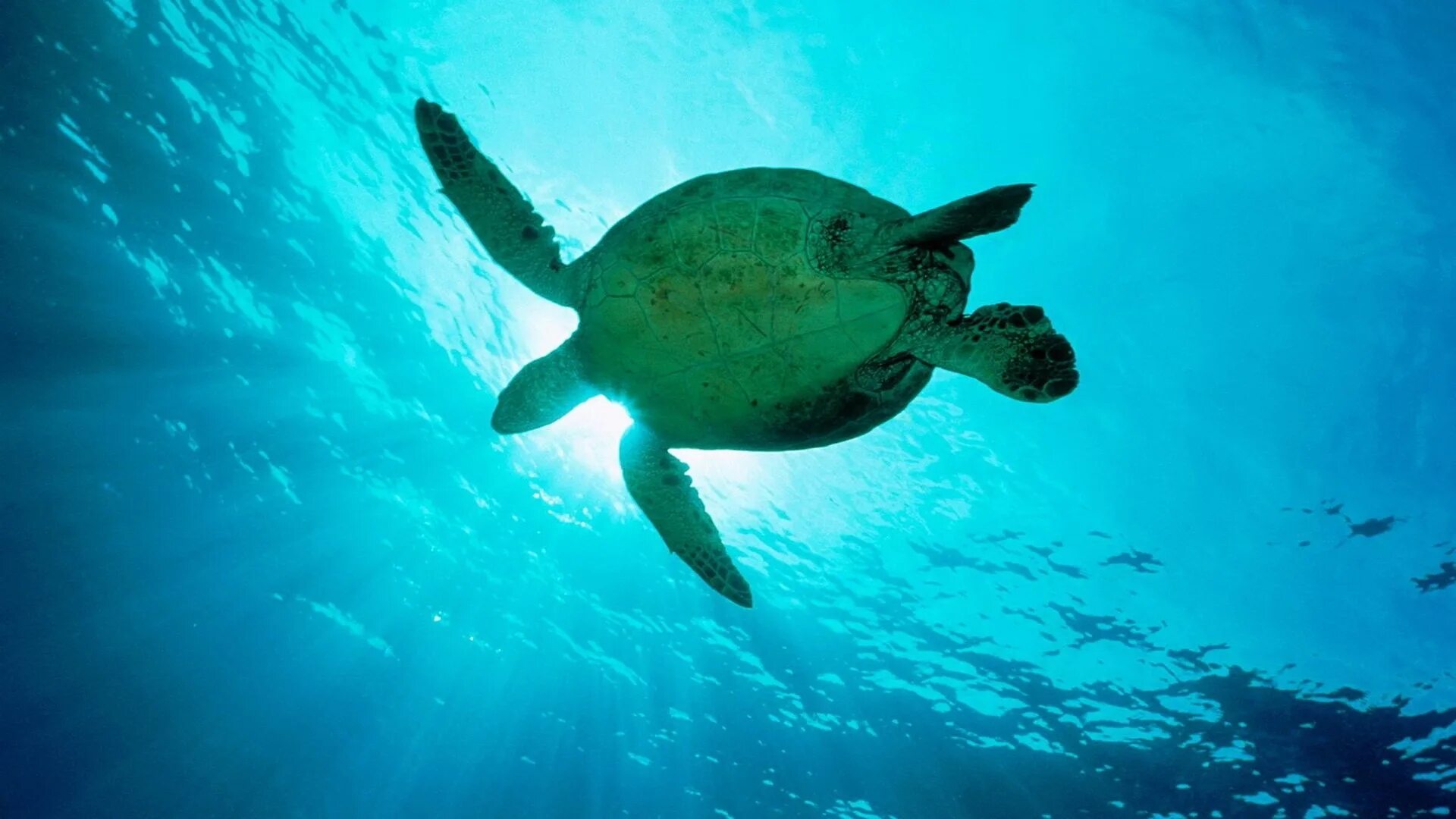 Морская черепаха. Черепаха плавает. Океанская черепаха. Черепаха в океане.