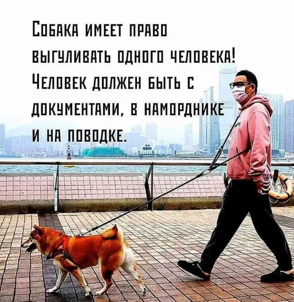 Прогулка цитаты. Собака выгуливает человека в наморднике. одна собака имеет право. прогулка с собакой юмор. с собакой на прогулке шутки.