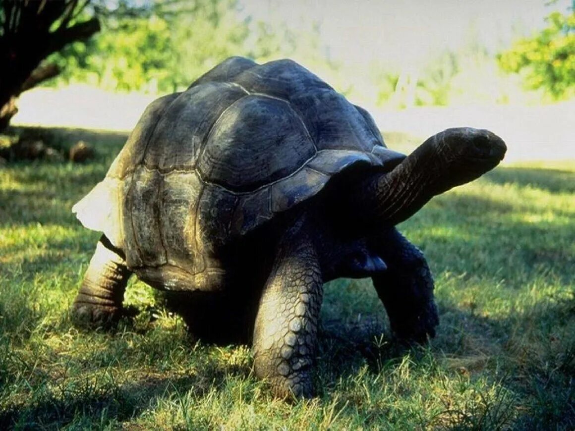 Слоновая черепаха относится к отряду. Галапагосская черепаха. Черепаха гигант дермохелис. Галапагосская гигантская черепаха. Слоновая черепаха Сухопутные черепахи.