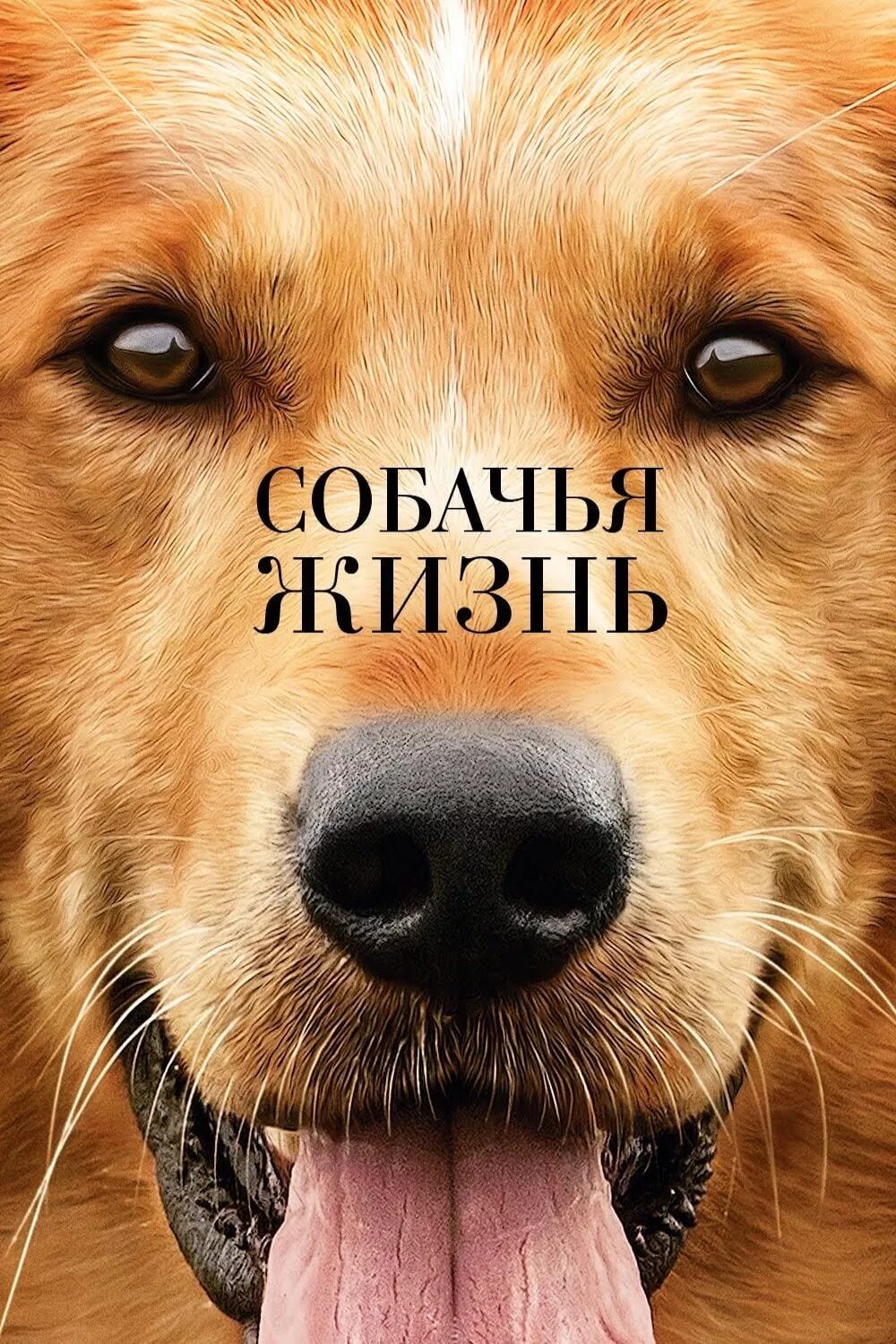 Собачья жизнь фильм 2017. Dog lives. Dog lives. Фильм собачья жизнь 1. Собачья жизнь фильм бейли.