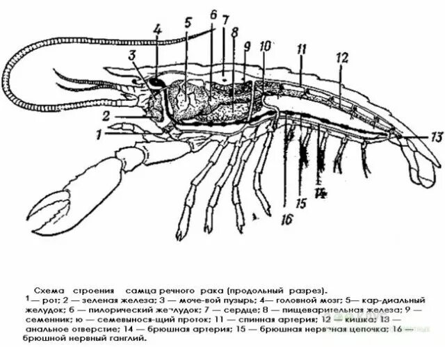 Сделайте подписи к рисунку строение. Внутреннее строение ракообразных схема. Строение креветки схема. Внутреннее строение речного арка. Хема строения речного рака..