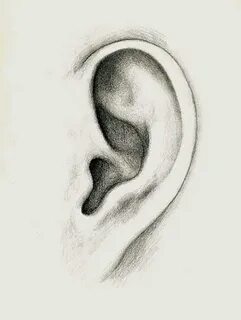 Рисунок уха