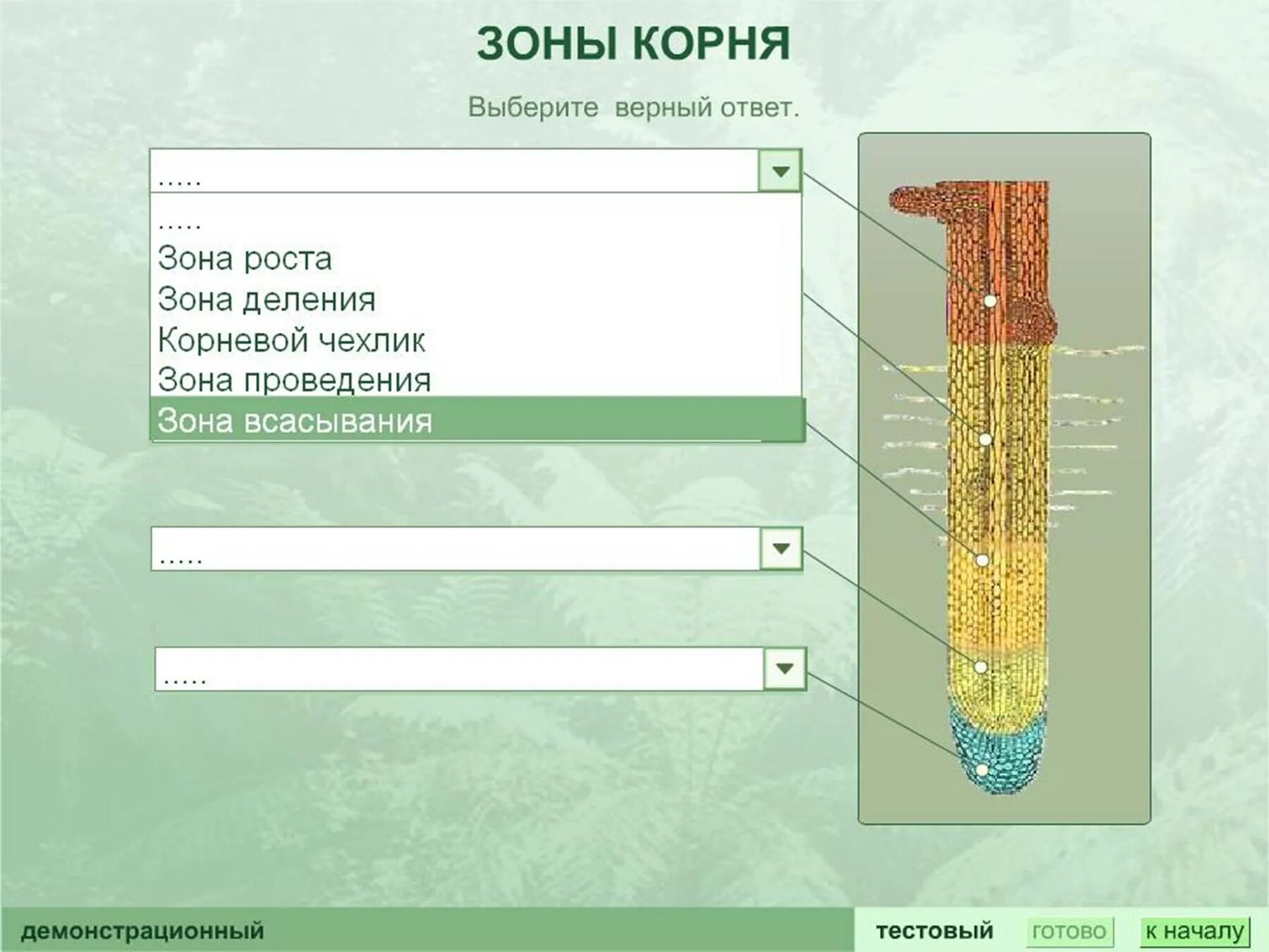 Зона деления корня ответ. Зоны корня. Внутреннее строение корня. Зоны корня корневой чехлик. Строение молодого корня.