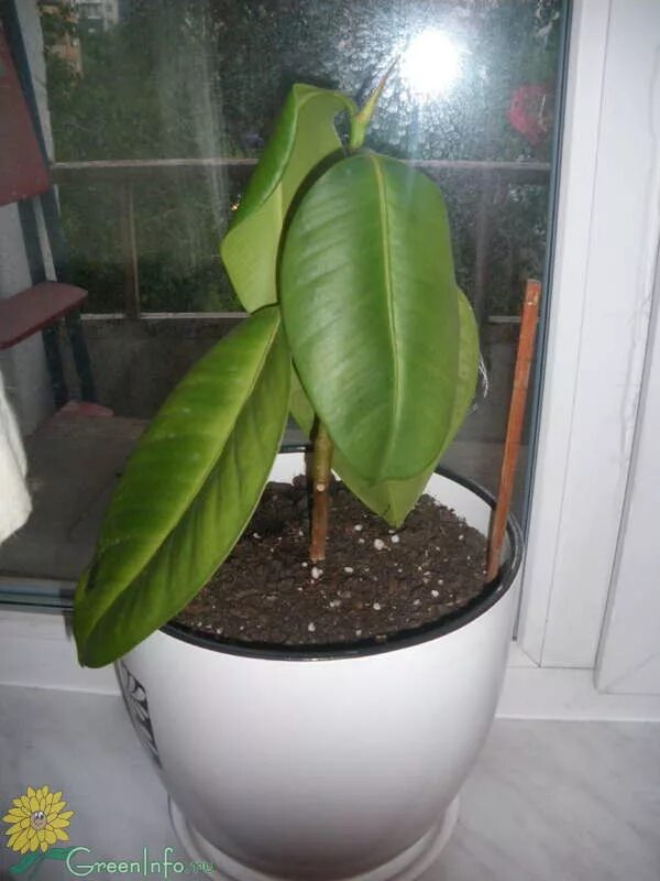 Фикус бенджамина завял. Залил фикус. Антракноз фикуса бенджамина. Залив почвы фикус. Фикус бенджамина листья.