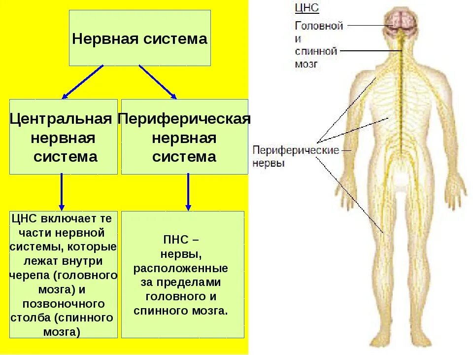 Строение нервной системы нервная система ЦНС периферическая. Нервная система ЦНС И ПНС схема. Нервная система человека строение Центральная и периферическая. Строение ЦНС И ПНС. Центр периферическая нервной системы