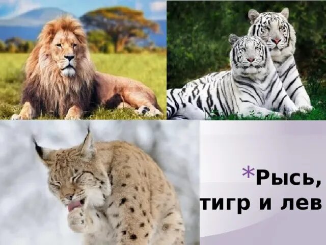 Рысь и тигр. Лев тигр Рысь. Лев и тигр. Рысь и Лев. Рысь и тигр сравнение.