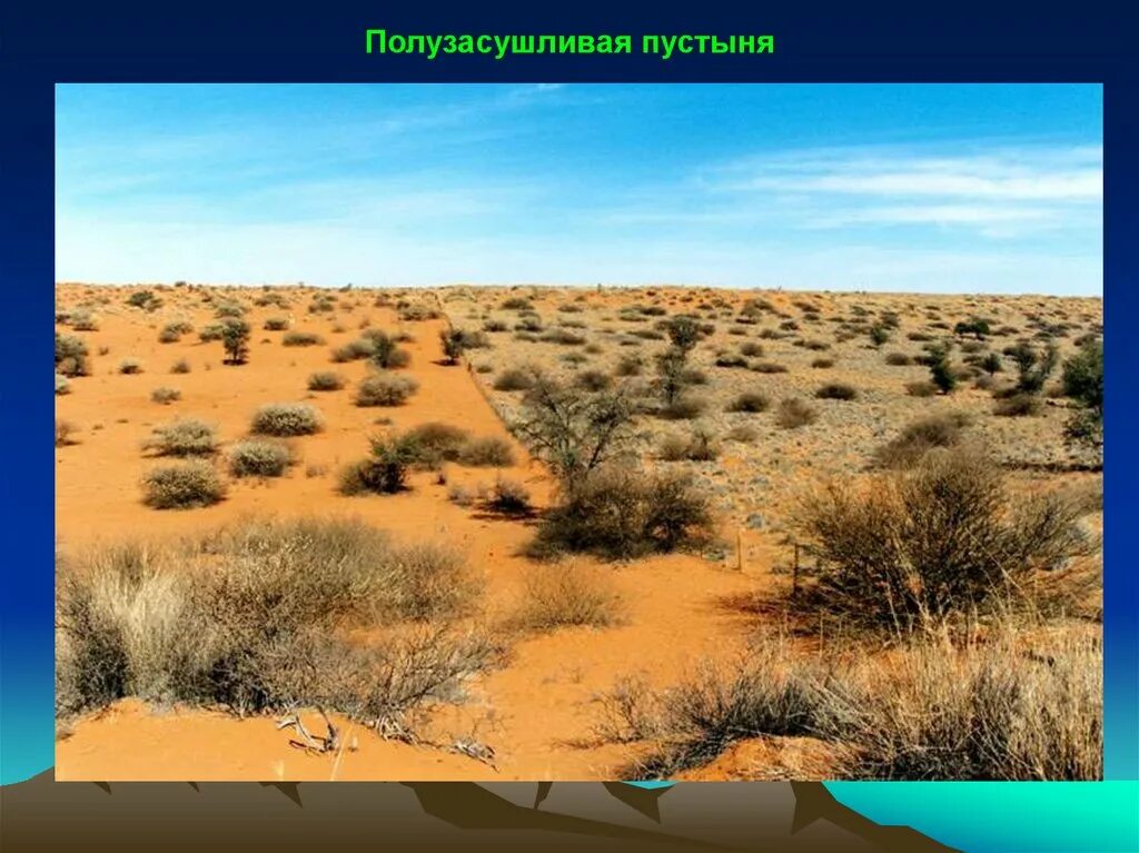 Температура июля полупустыни и пустыни. Пустыня калахари климат. эфемеры пустыни калахари. пустыня калахари растительность. пустыня калахари с высоты.