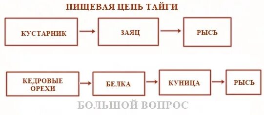 Составить цепи питания тайги. Цепь питания в тайге. Схема цепи питания тайги 4 класс. Цепь питания характерная для тайги 4 класс. Схема цепи питания характерной для тайги.