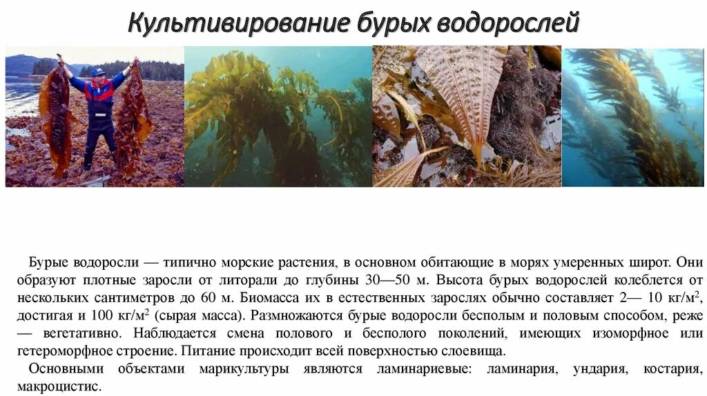 Укажите бурую водоросль