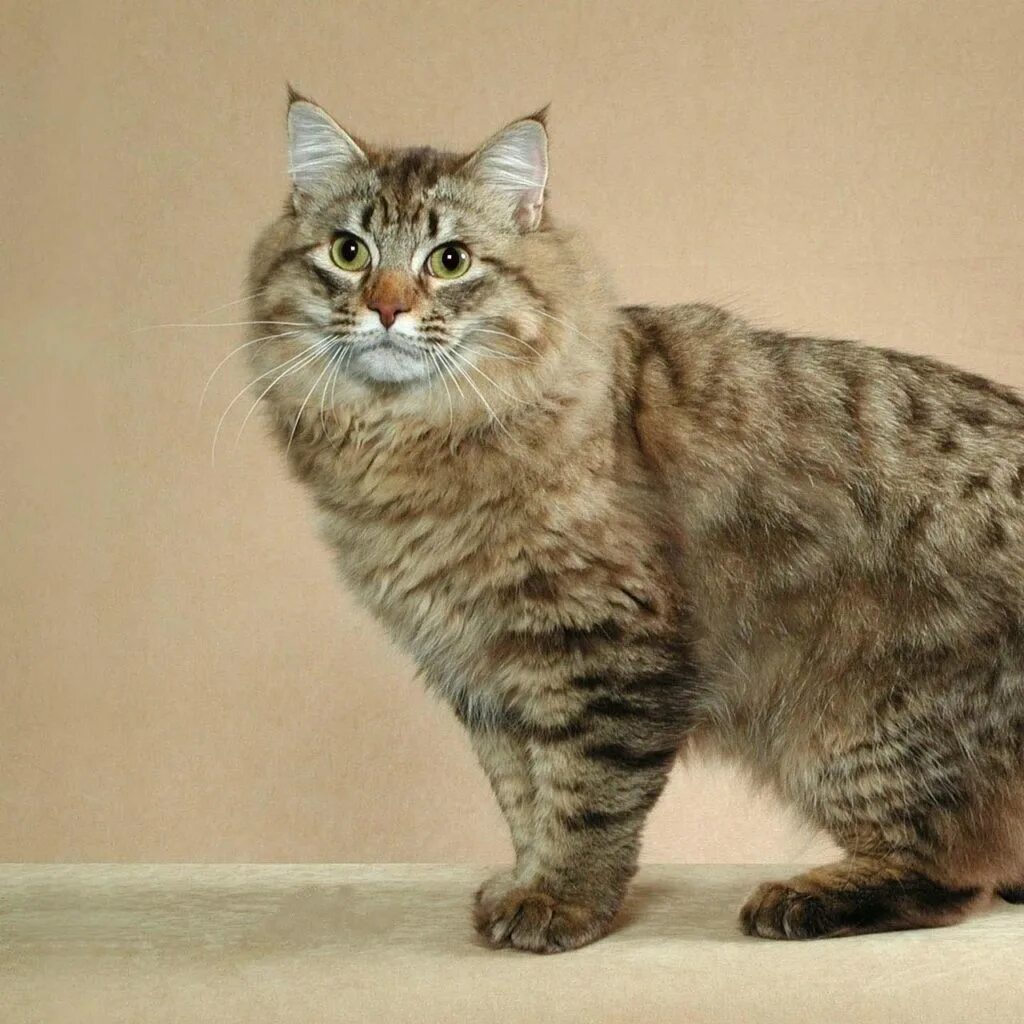 American bobtail. Американский бобтейл. Американский бобтейл кошки. Американский бобтейл короткошёрстный. Американский бобтейл котенок.