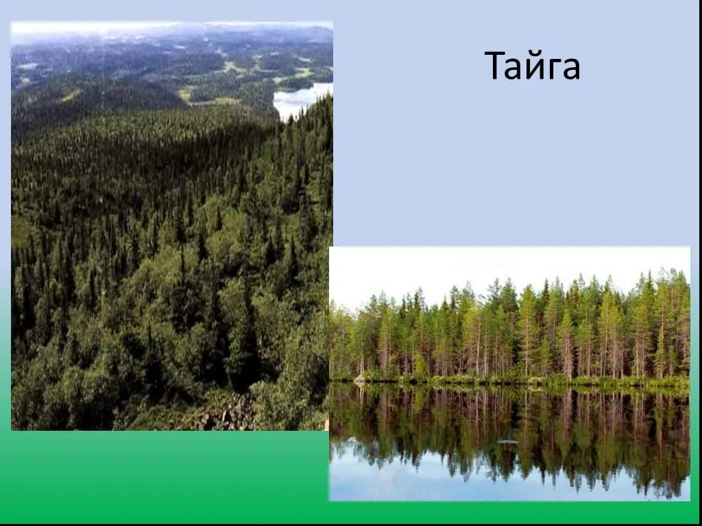 Тайга природная зона. 35 лет в тайге. Темнохвойная пихтовая тайга сибирь. Доклад о тайге. Валочный топор.