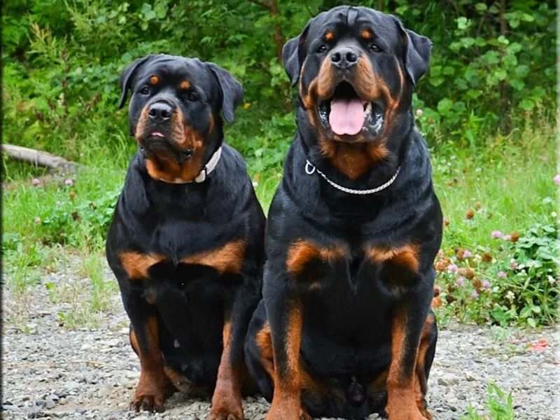 Кормить собаку. Кормить собаку. Американский питбультерьер. Ротвейлер собака вес. Собака кормит щенков.
