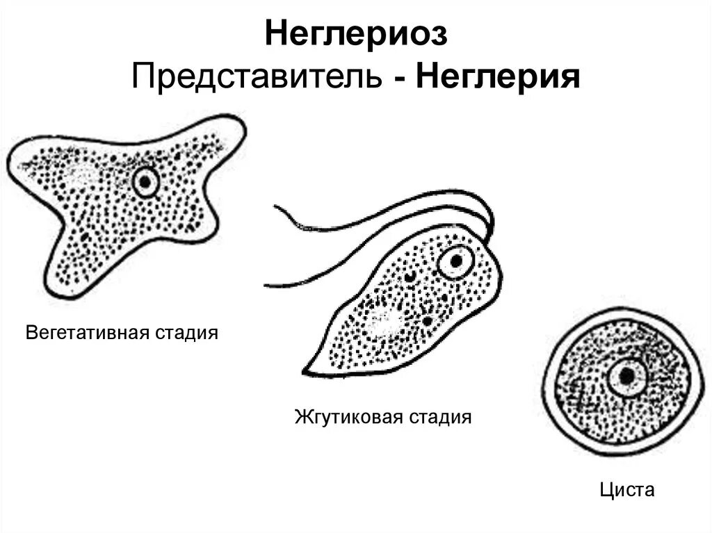 Стадии жизненного цикла цисты. Амеба неглерия Фоулера. Неглерия Фоулера циста. Naegleria fowleri цикл.