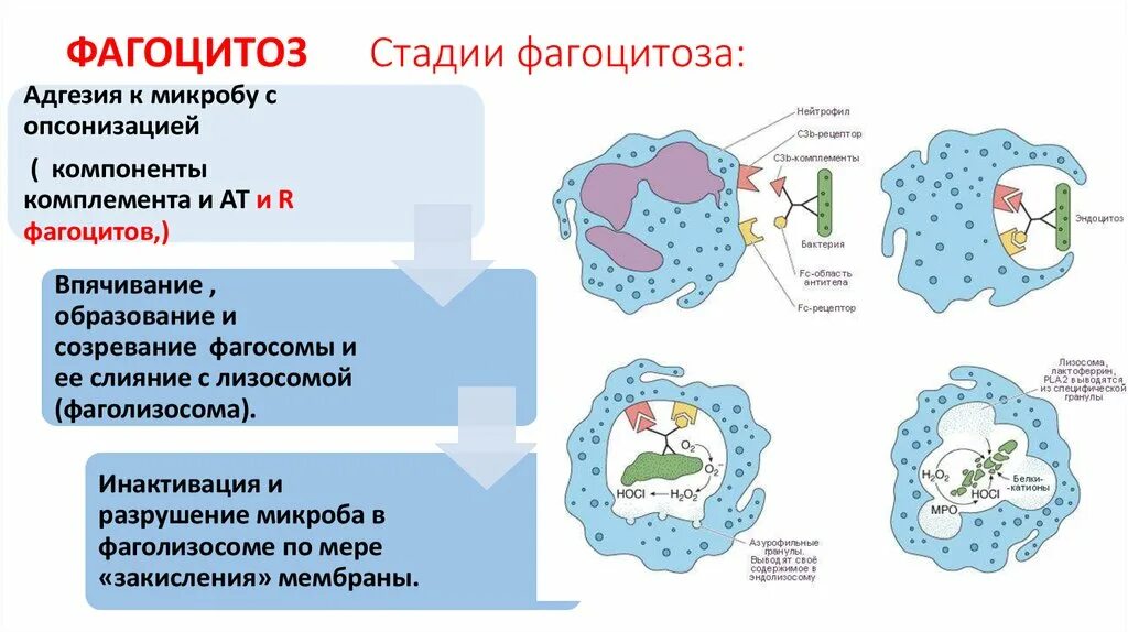 Процесс фагоцитоза схема. Фагоцитоз основные этапы и механизмы. Схема отдельных стадий фагоцитоза. Клетки фагоцитоза иммунология.