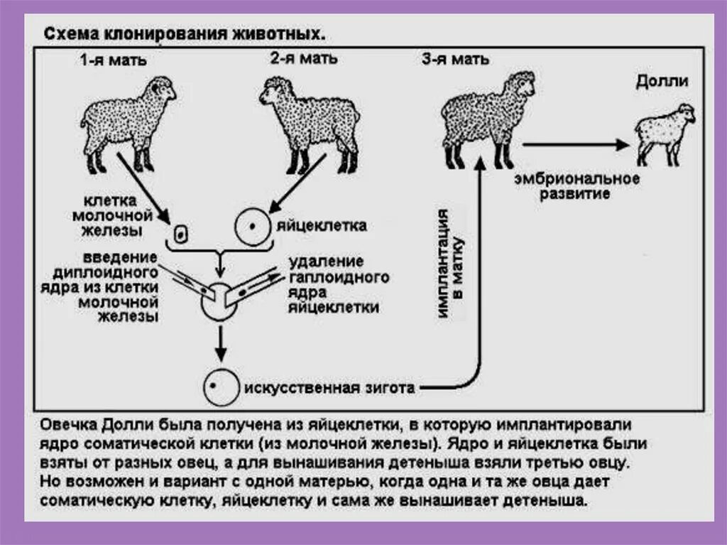 Как работает клонирование. Овечка долли схема клонирования. схема клонирования овцы долли. клонирование долли схема. процесс клонирования овечки долли.