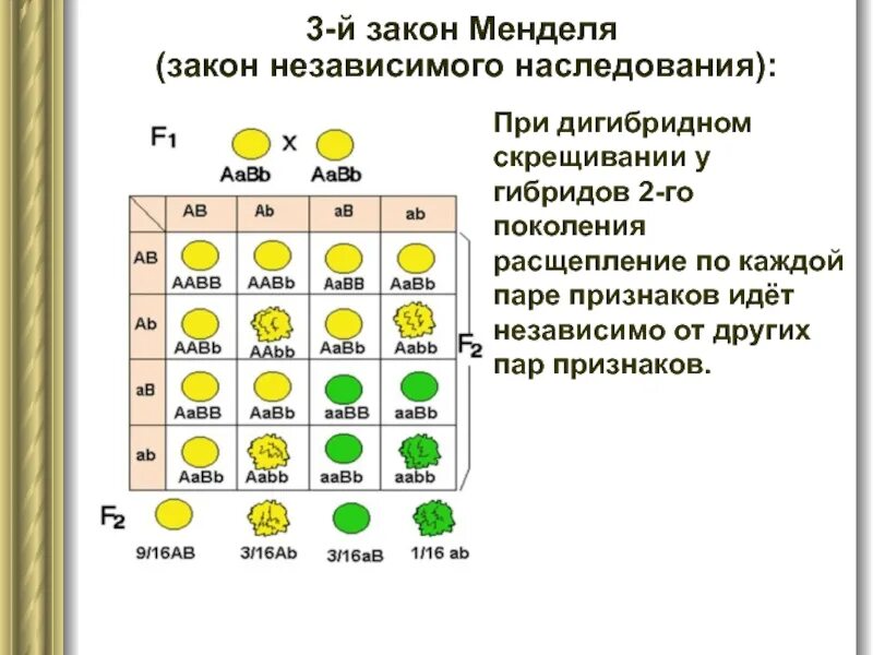 Расщепление по генотипу при дигибридном. Решетка Пеннета дигибридное скрещивание. Независимое наследование признаков 3 закон Менделя. Наследование при дигибридном скрещивании. Независимое наследование решетка Пеннета.